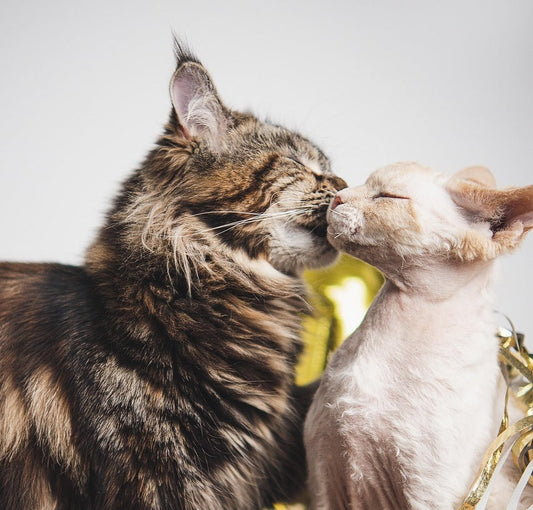 1月14日はマンリーデー 「待つ」のはもう終わり！男性が勇気を出して想いを伝える特別な日