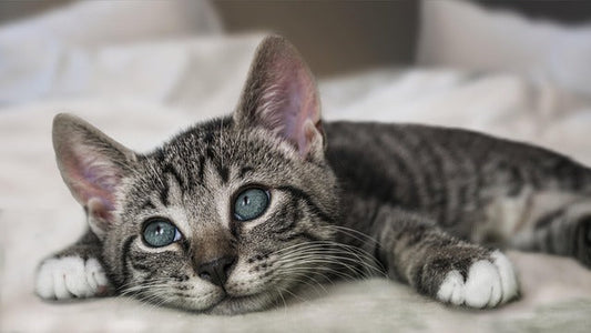 10月22日は「キャットリボンの日」愛猫と長く一緒に暮らすための乳がんチェック法