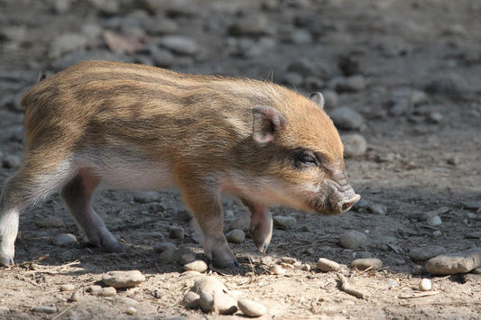 1月9日は風邪の日!?最強の横綱さえ倒した『御猪狩風』とイノシシの祟りの物語✨